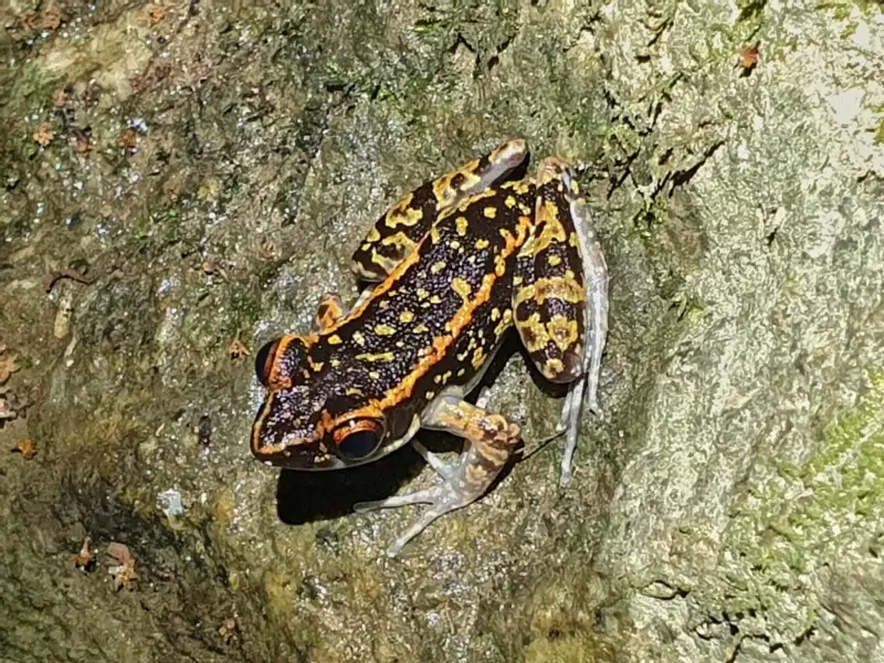 Hylarana signata факти, дієта, ареал і фотографії на Animalia.bio
