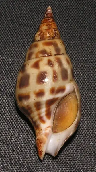 Pusionella nifat (Brugui?re, 1789); family Clavatulidae; off Guinea Bissau