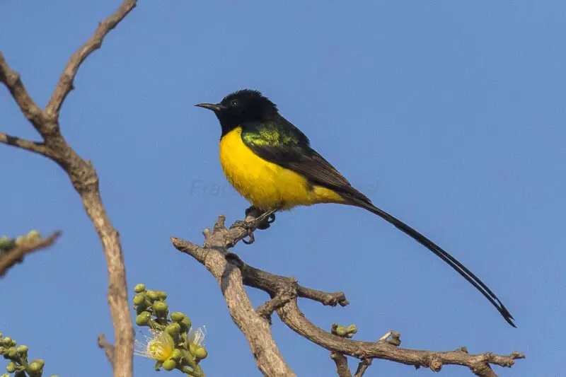 Pygmy Sunbird - Gambia 17_CD5A1371