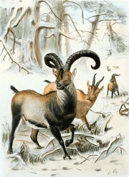 Plate 22 (Spanish Tur) from the book 'Wild oxen, sheep &amp; goats of all lands, living and extinct' (1898) by Richard Lydekker. From a sketch by Joseph Wolf in the possession of Lady Brooke. The ram in the foreground was killed in the Val d'Arras.