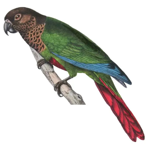 Deville's Parakeet (top), Orange-chinned Parakeet (bottom)