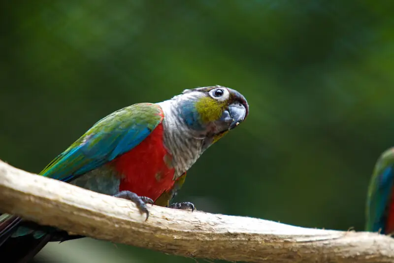 A Crimson-bellied Parakeet (also known as the Crimson-bellied Conure) captive.
