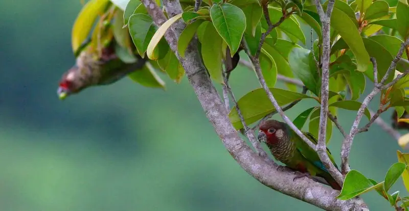 Azuero Parakeet (Panama endemic bird)