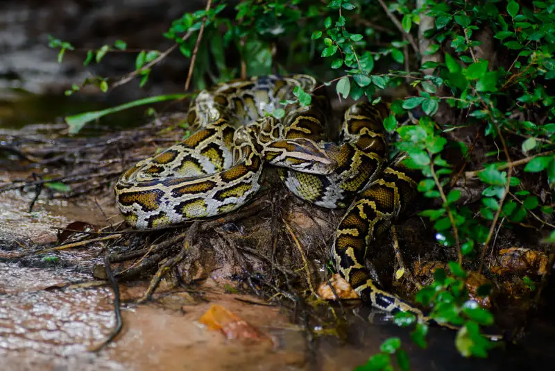 Python bivittatus, Burmese python - Kaeng Krachan District, Phetchaburi