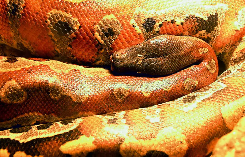 A Borneo Short-tailed Python at the Mendoza Serpentarium, Argentina.  The colorful skin has made it a target for poaching.    

In context at www.dixpix.ca/indonesia/fauna/reptiles/index.html