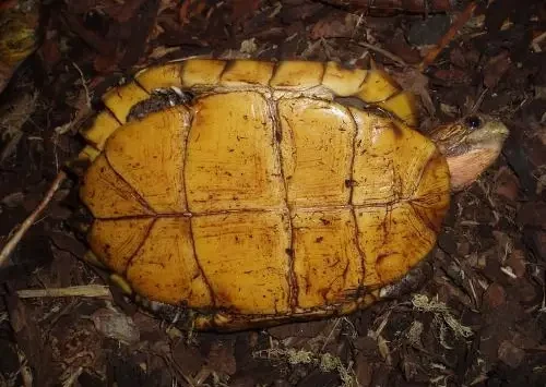Keeled box turtle