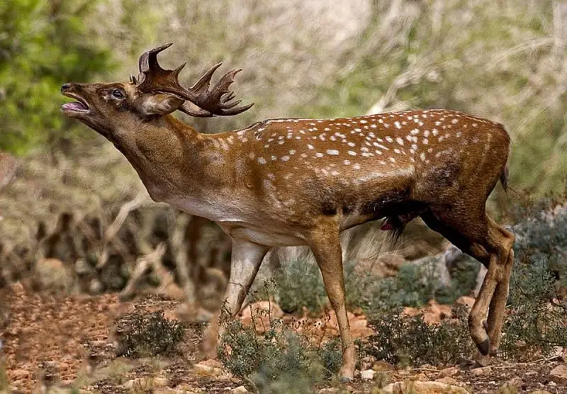 Persian Fallow Deer photo