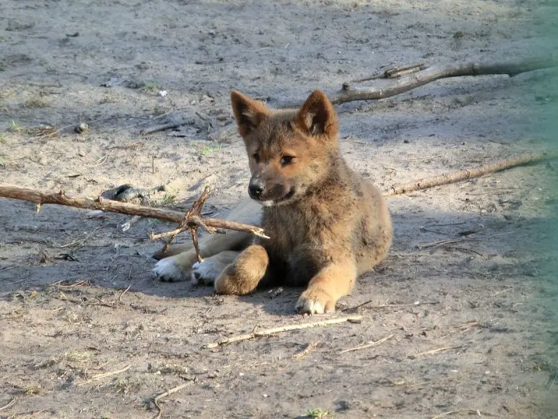 Dingo pup photo
