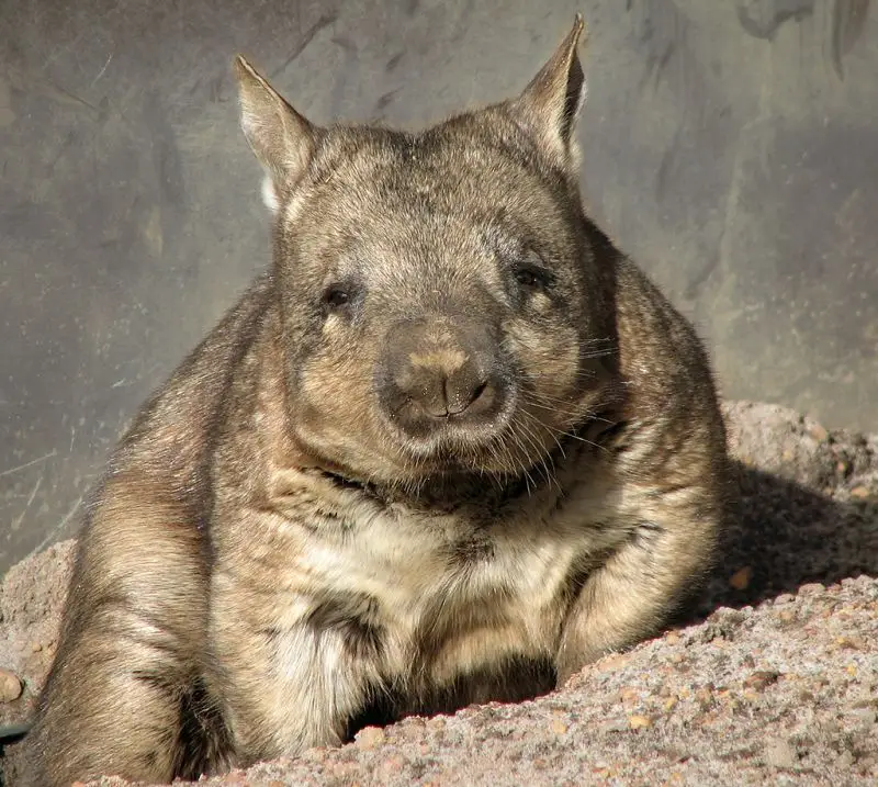 Northern Hairy-Nosed Wombat photo