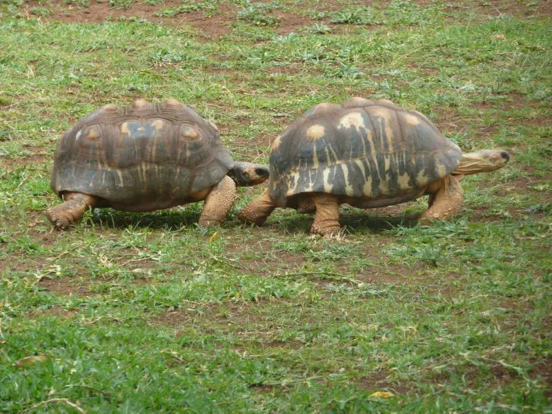 Radiated tortoises