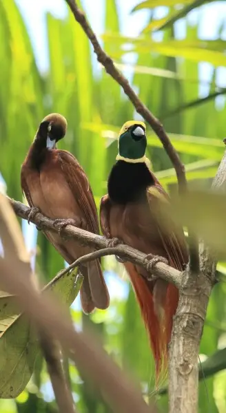 female (left) and male (right)