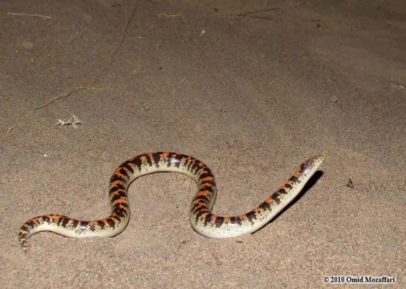 Arabian Sand Boa Facts Diet Habitat Pictures On Animalia bio