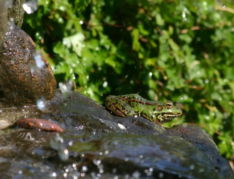 Rana esculenta - cooling off in garden fountain
