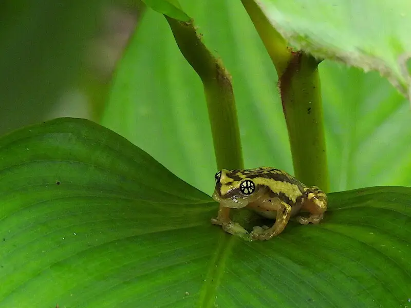 Ochlandrae reed frog with remnants of meal of slug in the mouth, Anamalai Hills, Western Ghats, India