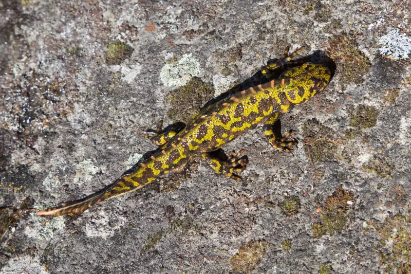 Marbled newt - Facts, Diet, Habitat & Pictures on Animalia.bio