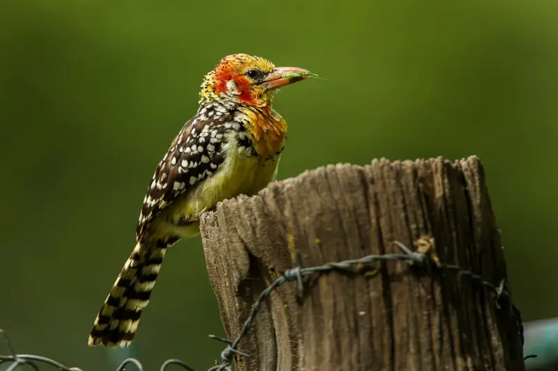 can a barbet live in somalia