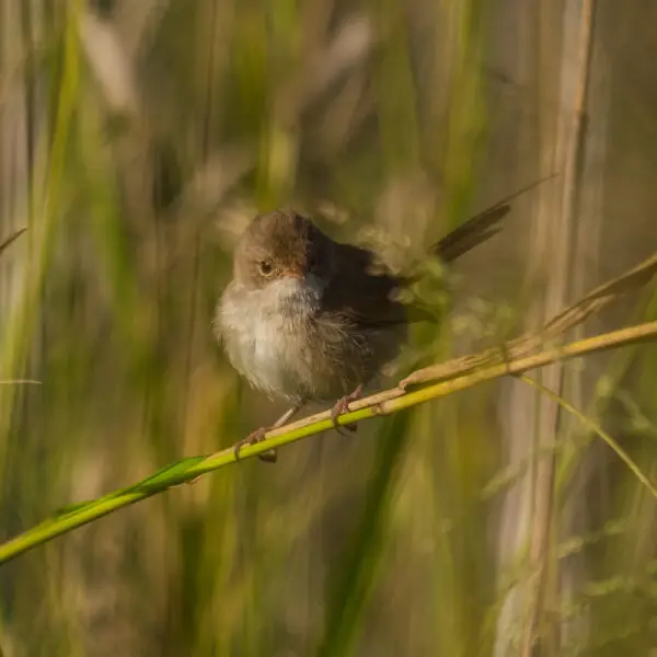 Red-backed fairywren - Facts, Diet, Habitat & Pictures on Animalia.bio