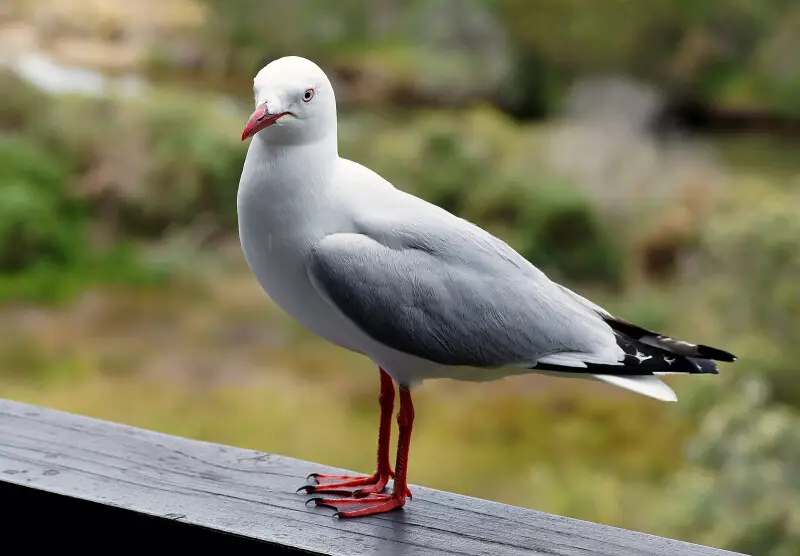 The Red-billed Gull, once also known as the Mackerel Gull, is a native of New Zealand, being found throughout the country and on outlying islands including the Chatham Islands and subantarctic islands.