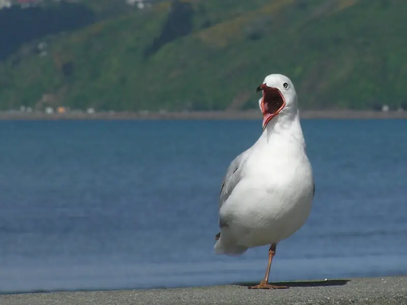 Red billed gull crying loudly to the world (one leg tucked out of sight). Petone beach, Wellington, New Zealand.