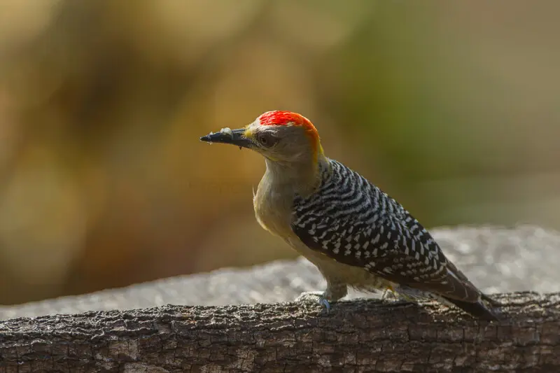 Red-crowned Woodpecker - Carara NP - Costa Rica_S4E9987