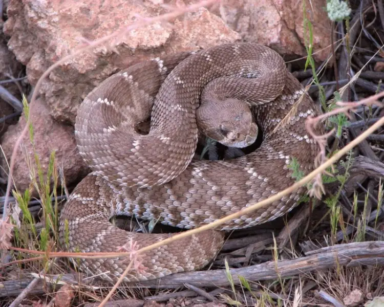 A young red diamond rattlesnake (crotalus exsul). Photographed on Barker Way Trail on Cowles Mountain in Mission Trails Regional Park, San Diego, California.