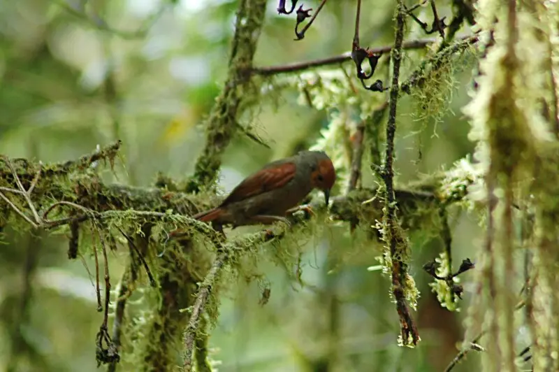 Red-faced Spinetail (Cranioleuca erythrops) - 10 June 2015 - S?ptimo Paraiso, Mindo, Pichincha Province, Ecuador