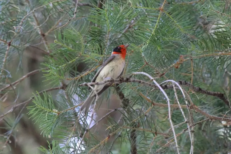 Red-faced Warbler (Cardellina rubrifrons)