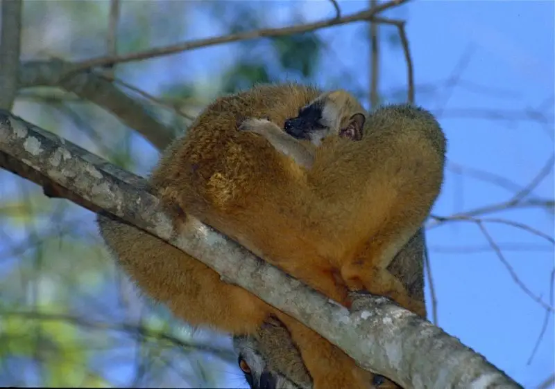 Red-fronted Brown Lemur (Eulemur rufifrons) young on female