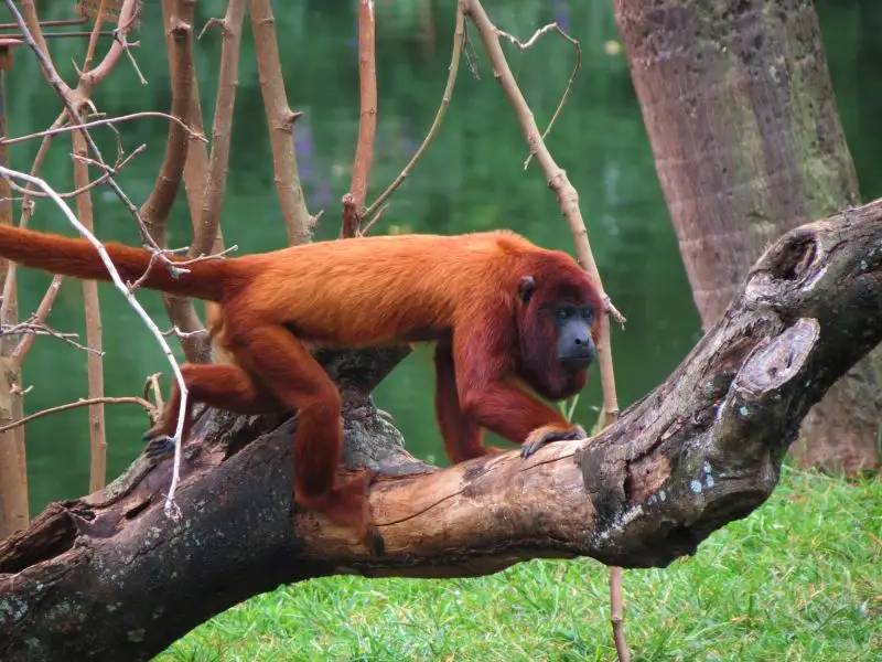 Red howler monkey; bugio-vermelho (Alouatta seniculus)