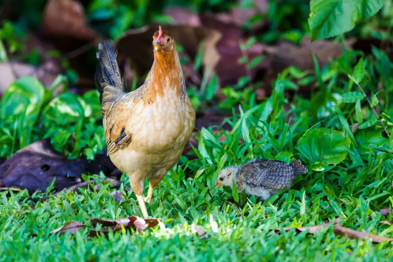 Red junglefowl