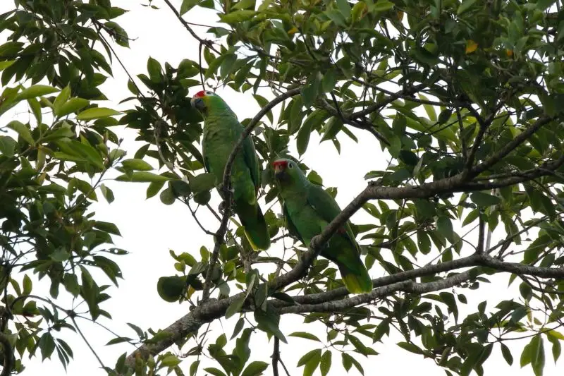Red-Lored Parrot