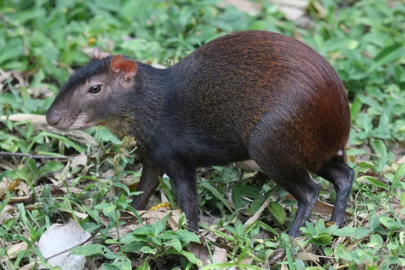 Red-rumped Agouti