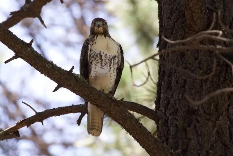 Red-tailed Hawk | Rustler Park | Cave Creek | AZ | 2015-08-16at13-01-12