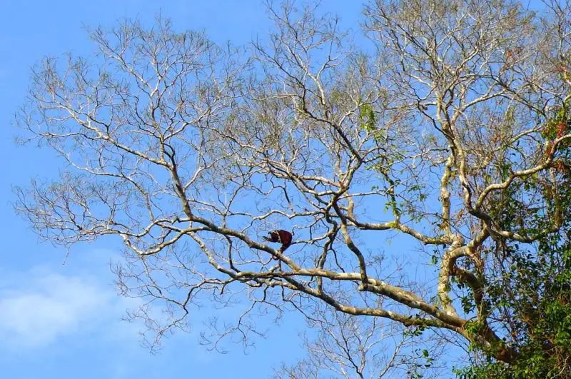 Red tailed howler monkey hanging out
