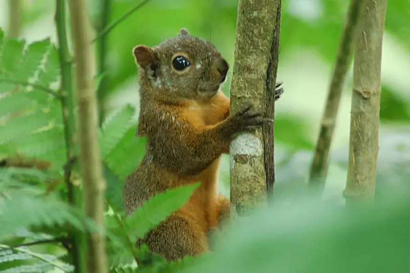 Red-tailed Squirrel (Sciurus granatensis) 2015-06-05 (8)