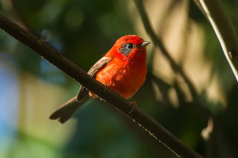 Red Warbler - Sinaloa - Mexico_S4E1238