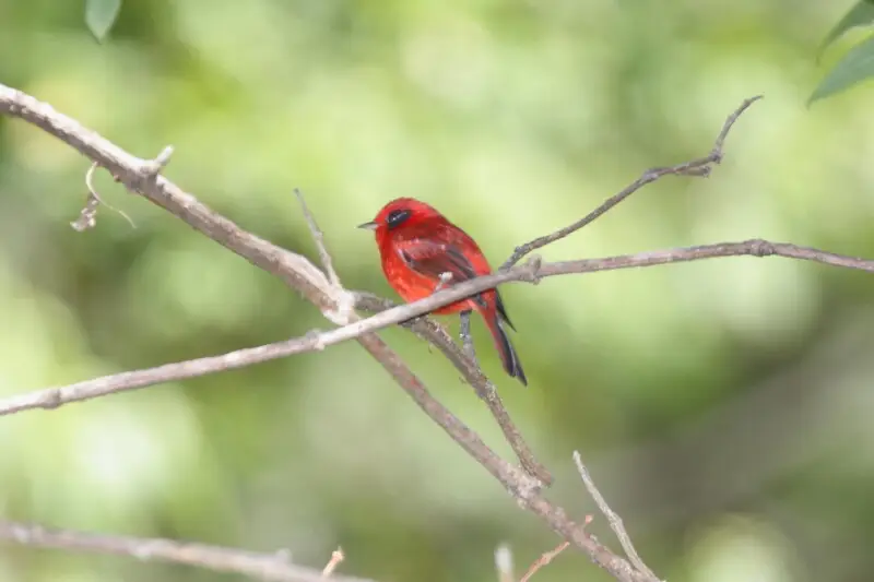 Red Warbler (Ergaticus ruber) in Sinaloa, Mexico.