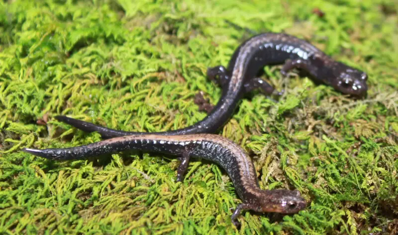 Redback (bottom) and shenandoah salamander (top)