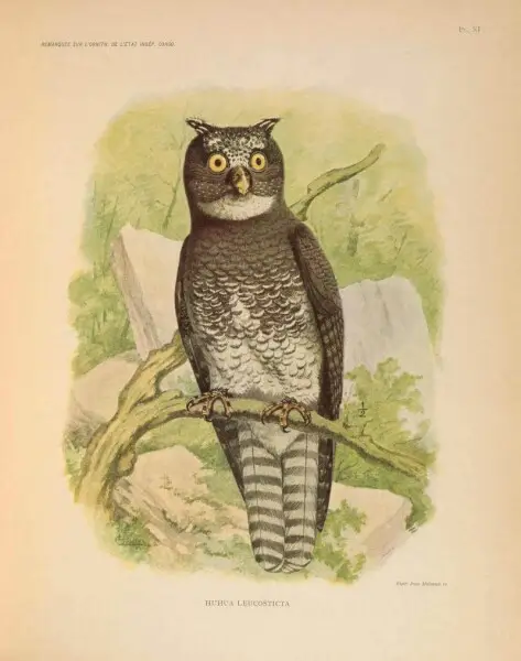 Pi.. XI 
REMARQUES SUR L'ORNITH. DE L'?TAT IND?P. CONGO. 
^^f 
?ta?^ Jean Malvaux se. 

HUHUA LEUCOSTICTA