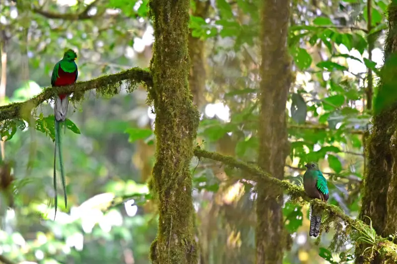 Resplendent Quetzal, Male & Female