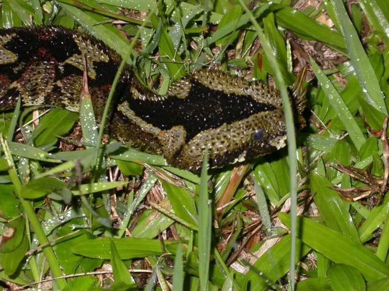 Rhinocerous Viper