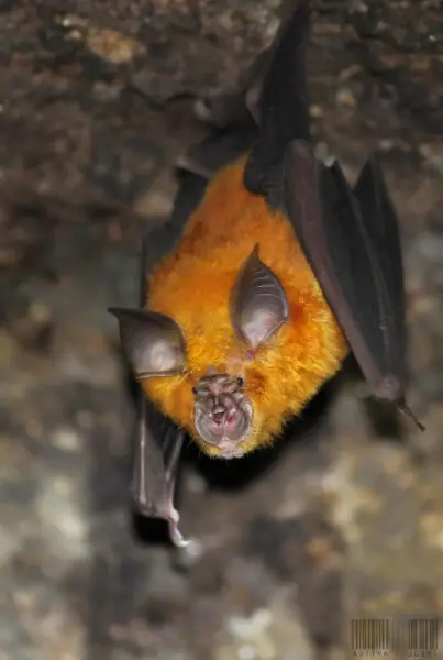 Rufous Horseshoe Bat (Rhinolophus rouxii)