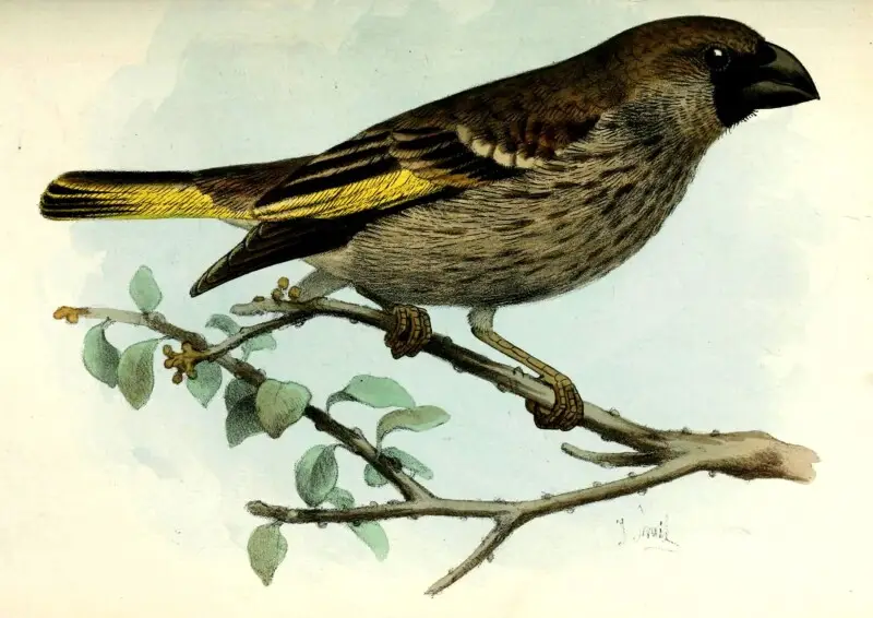 Joseph Smit's depiction of the Socotra Grosbeak, from its description in the Proceedings of the Scientific Meetings of the Zoological Society of London