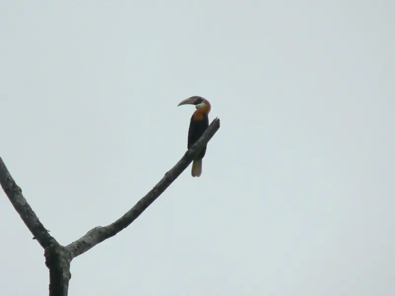 A male Papuan Hornbill (also known as Blyth's Hornbill) in Papua New Guinea.