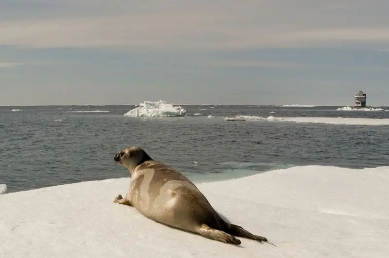 Ribbon Seal with Dyson I