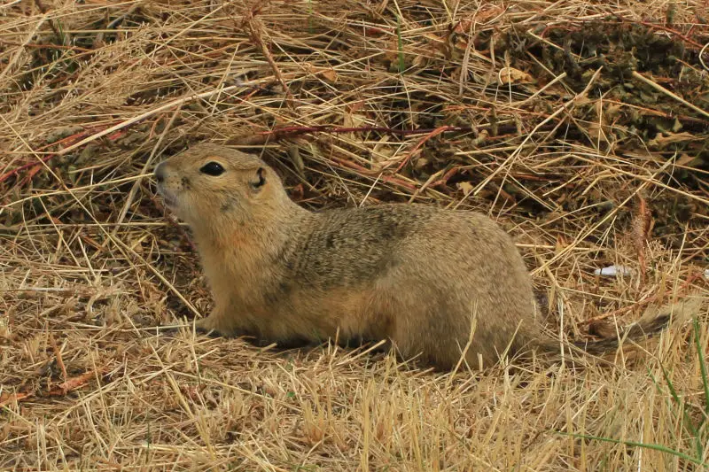 Richardson's Ground Squirrel - Urocitellus richardsonii, Scott's Lake Hill, Alberta, Canada