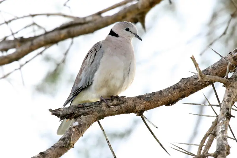 Ring-necked Dove in Mikumi National park, Tanzania