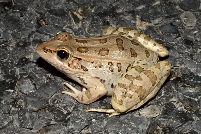 Rio Grande Leopard Frog (Lithobates berlandieri), Class, Amphibia: Order, Anura: Family, Ranidae. This frog was photographed in-situ while it was crossing Highway 4, Cameron County, Texas, USA, (25.9442°N, 97.3533°W, 3 m. elev.) 10 April 2016. William L. 