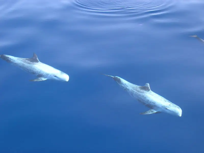 Risso's Dolphins (Grampus griseus)