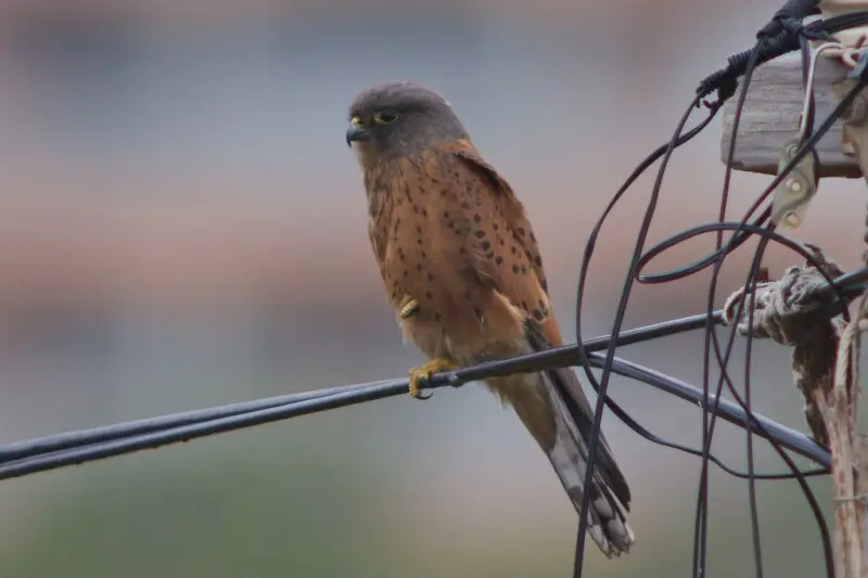 A Rock Kestrel perched on a wire close to its nesting site in Dana Bay (en:Mossel Bay), Western Cape, en:South Africa.